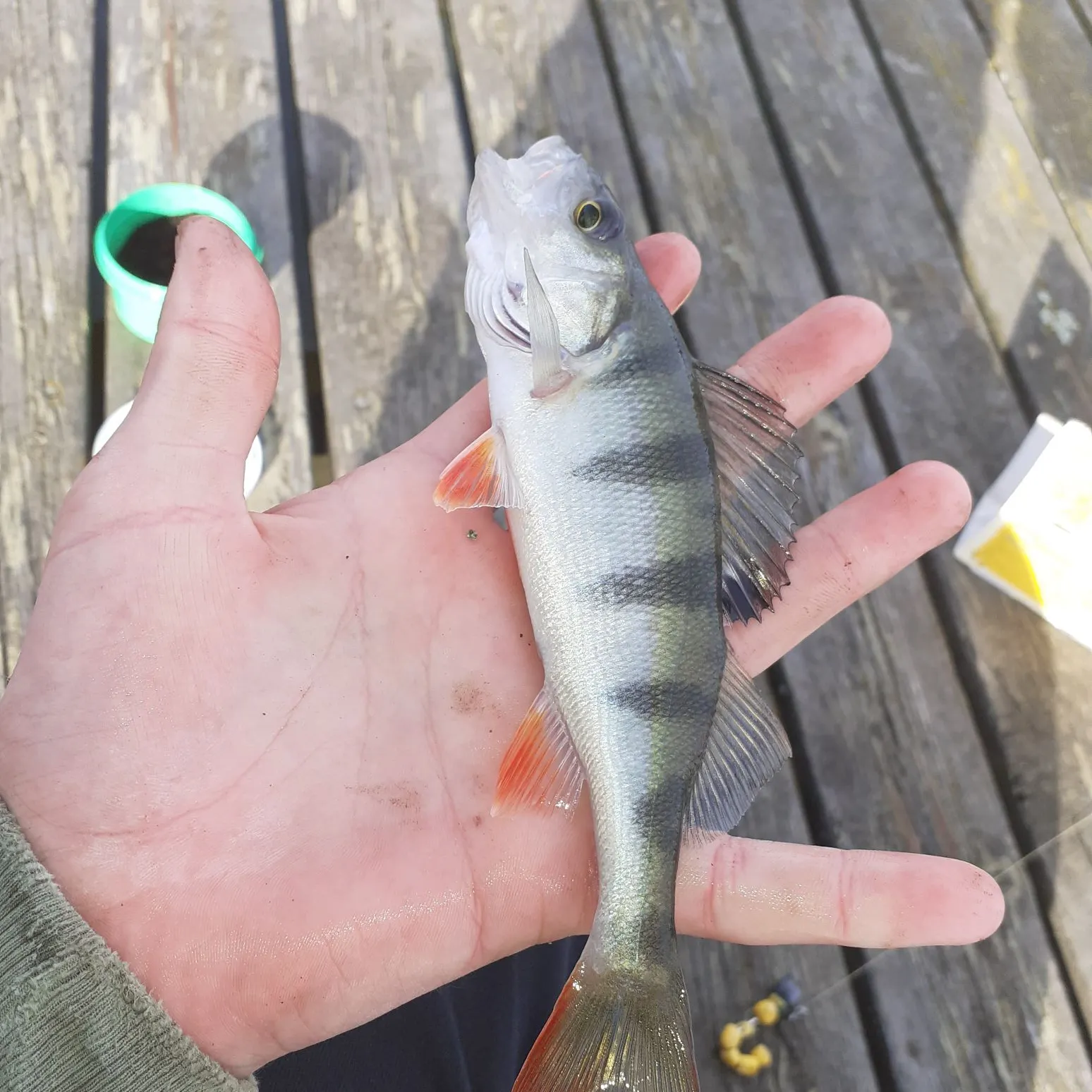 European perch caught on Fishbrain
