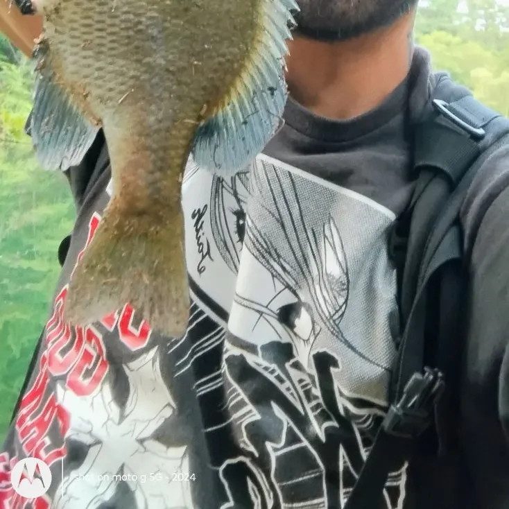 Bluegill caught on Fishbrain