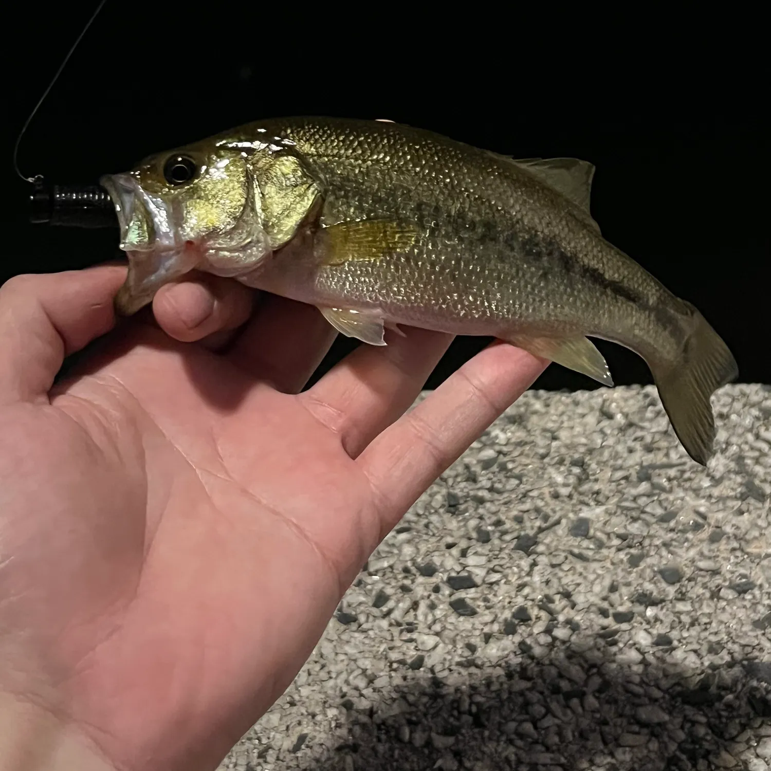 Largemouth bass caught on Fishbrain