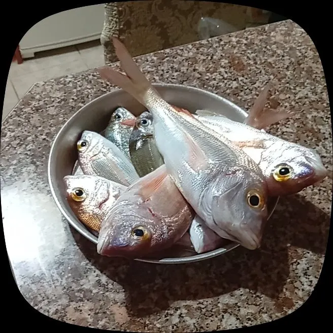 Saddled seabream caught on Fishbrain