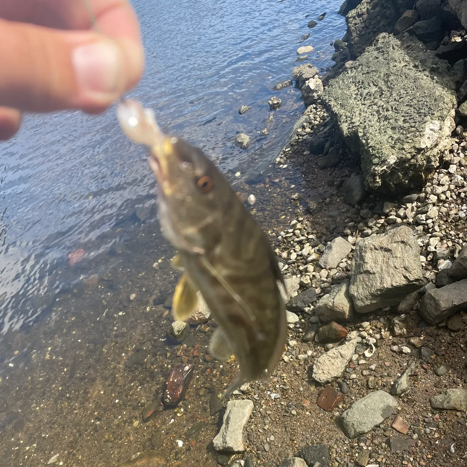 Northern kingcroaker caught on Fishbrain