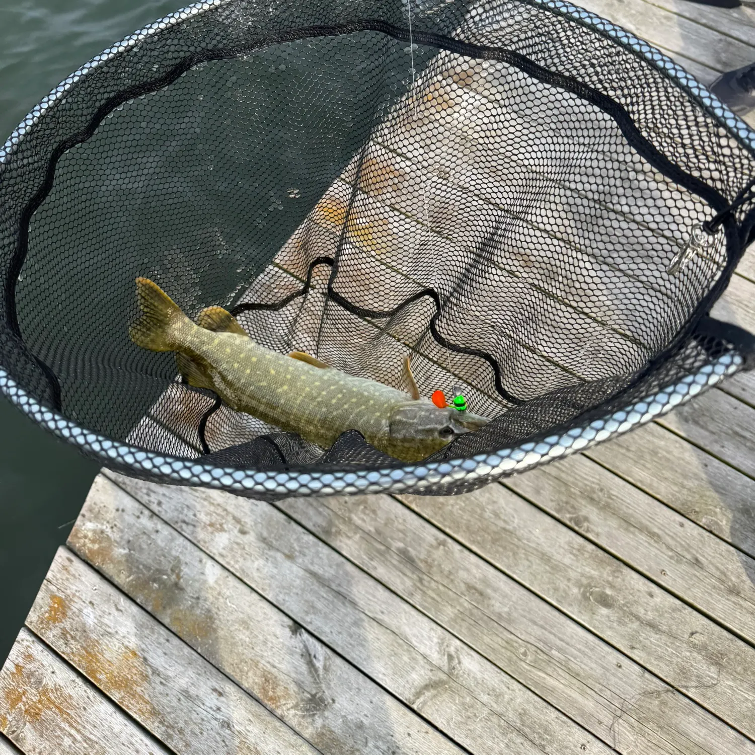 Northern pike caught on Fishbrain