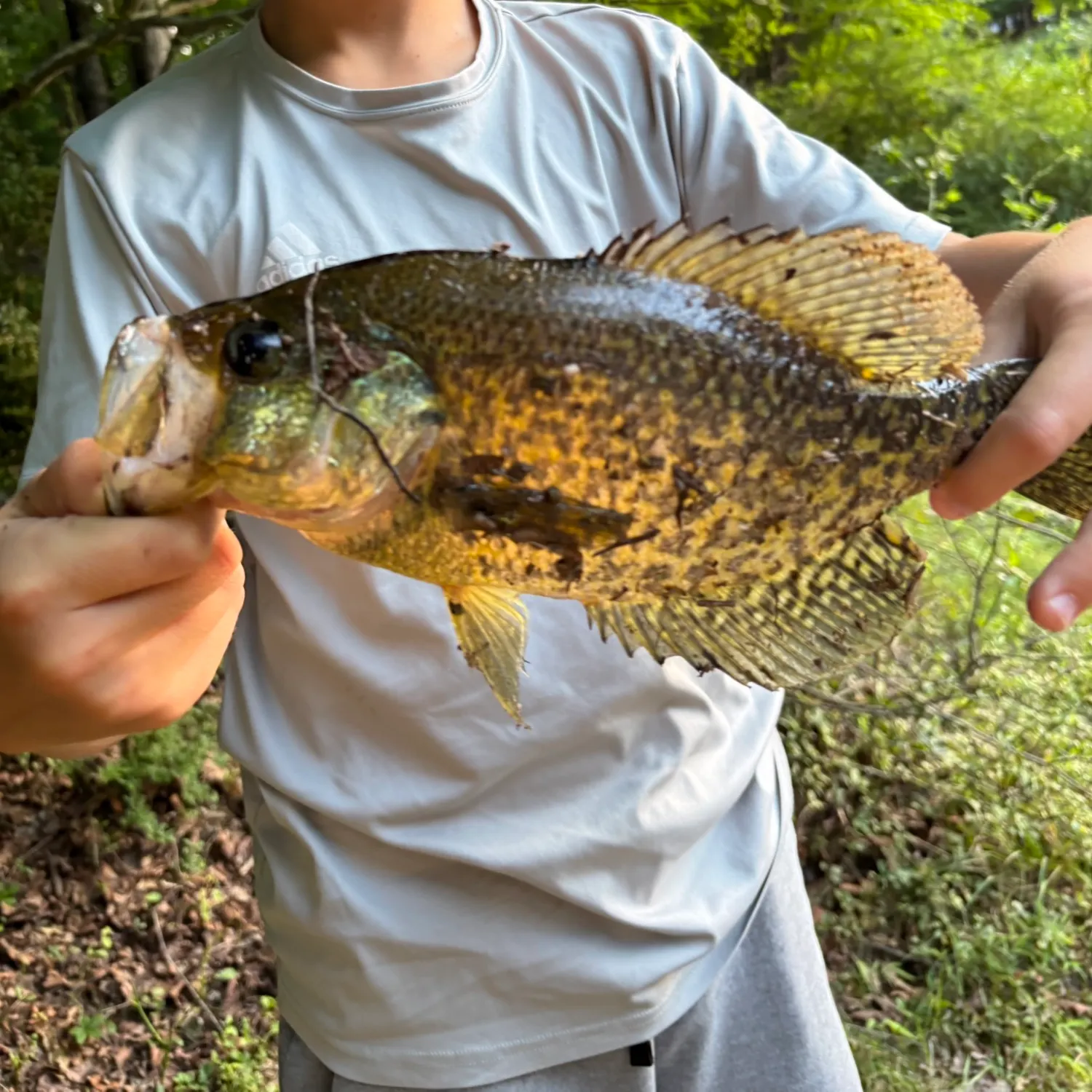 Black crappie caught on Fishbrain