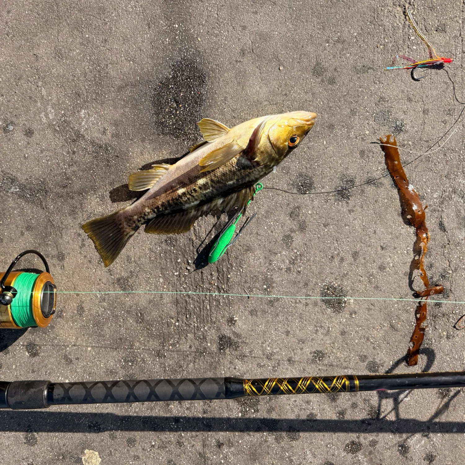 Spotted sand bass caught on Fishbrain