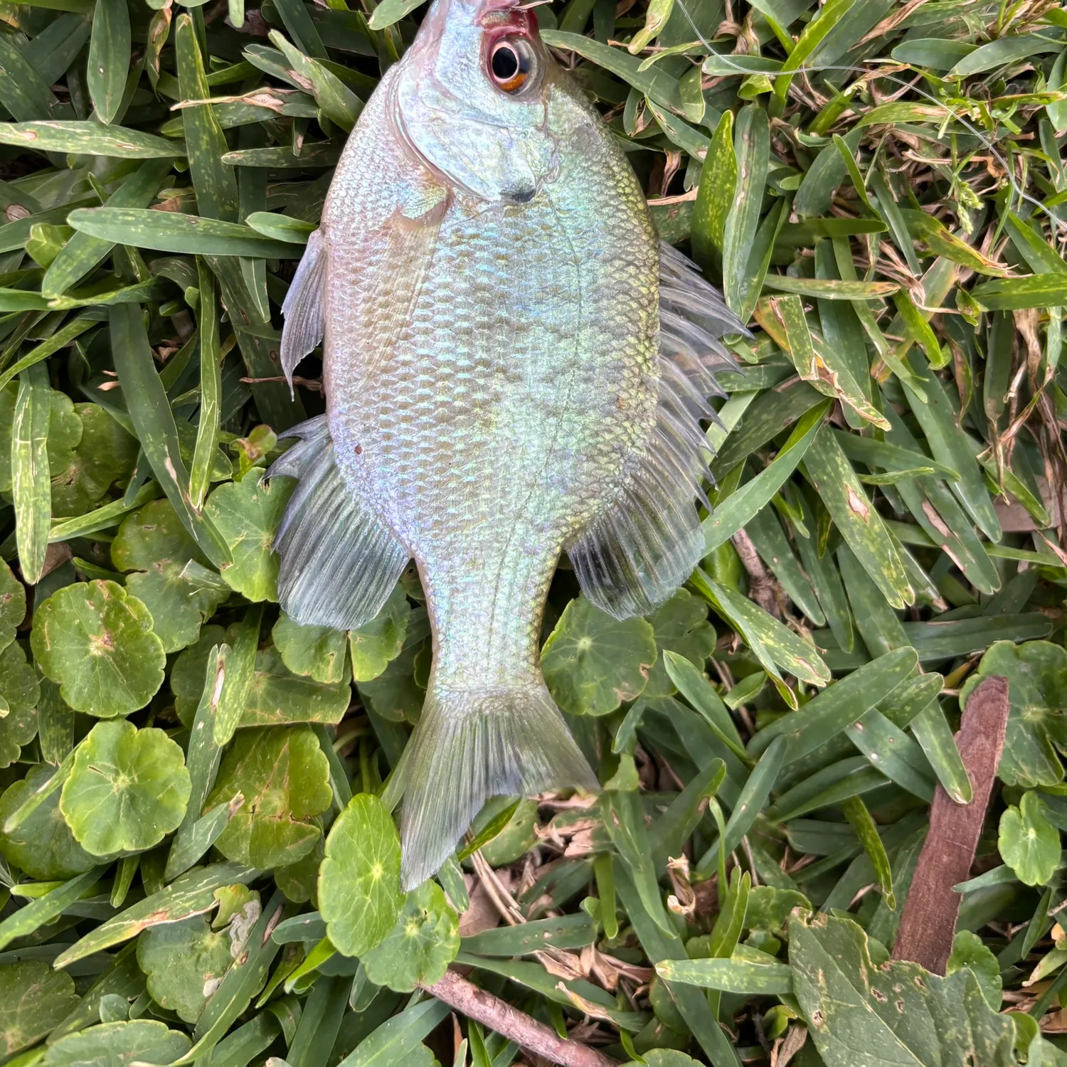 The most recent Redear x bluegill catches on Fishbrain