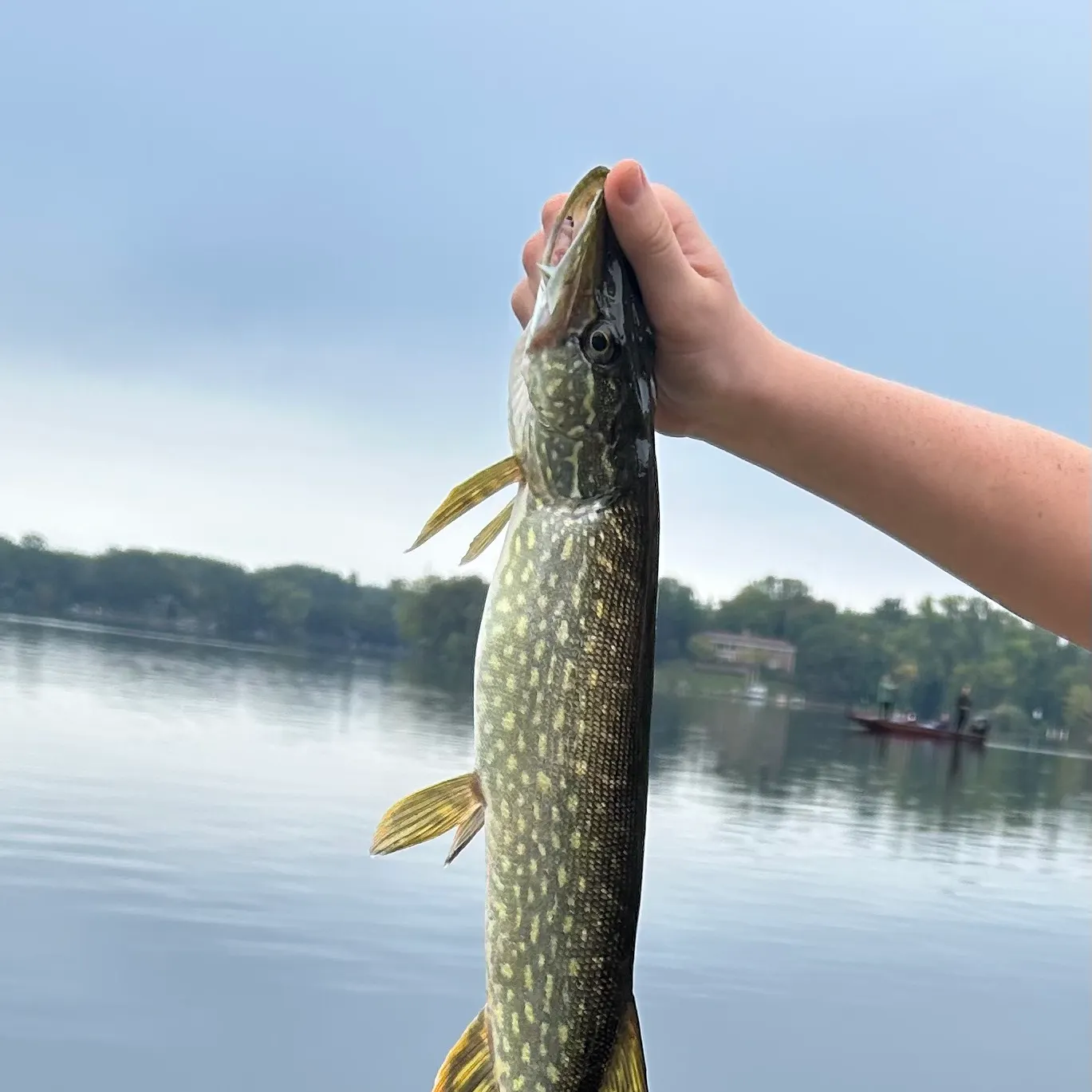 Northern pike caught on Fishbrain