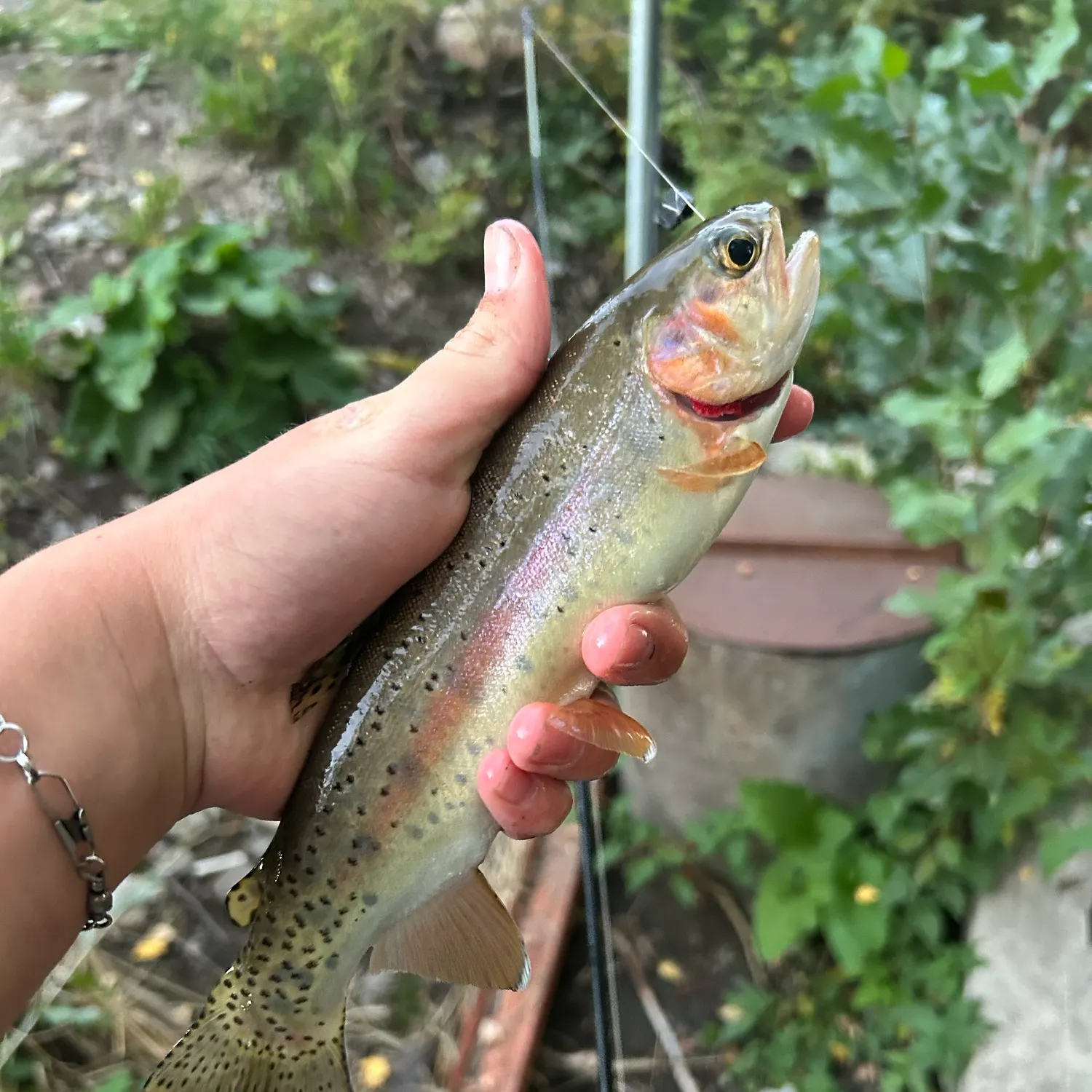 The most recent Cutthroat trout catches on Fishbrain