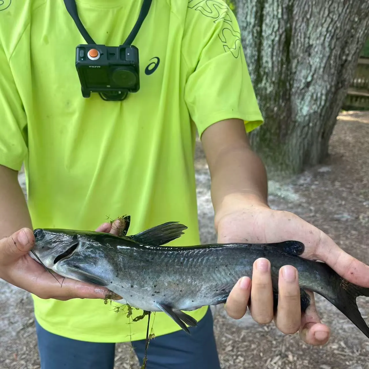 Channel catfish caught on Fishbrain