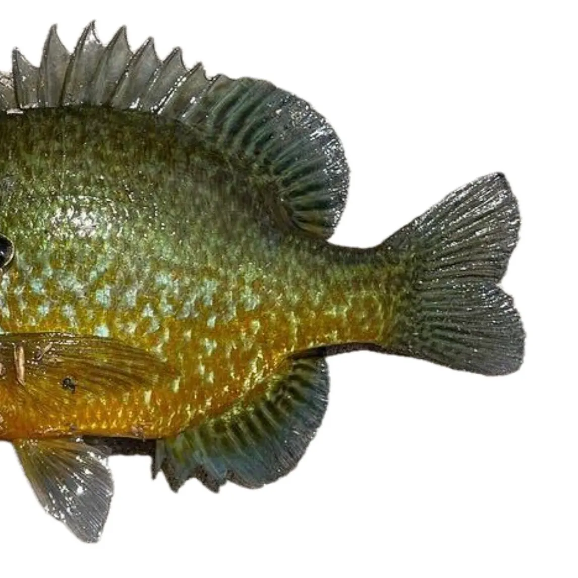 Pumpkingill hybrid caught on Fishbrain