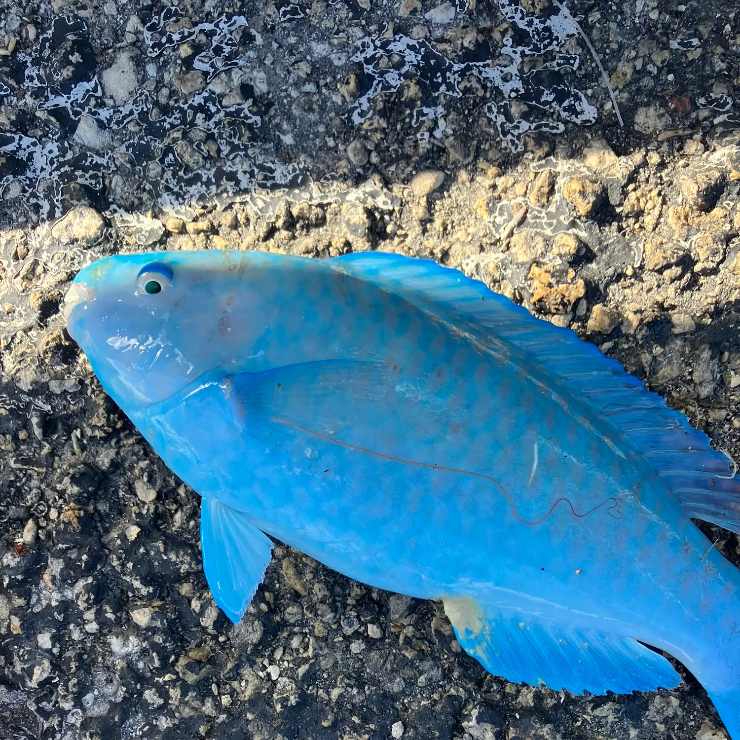 The most recent Blue parrotfish catches on Fishbrain