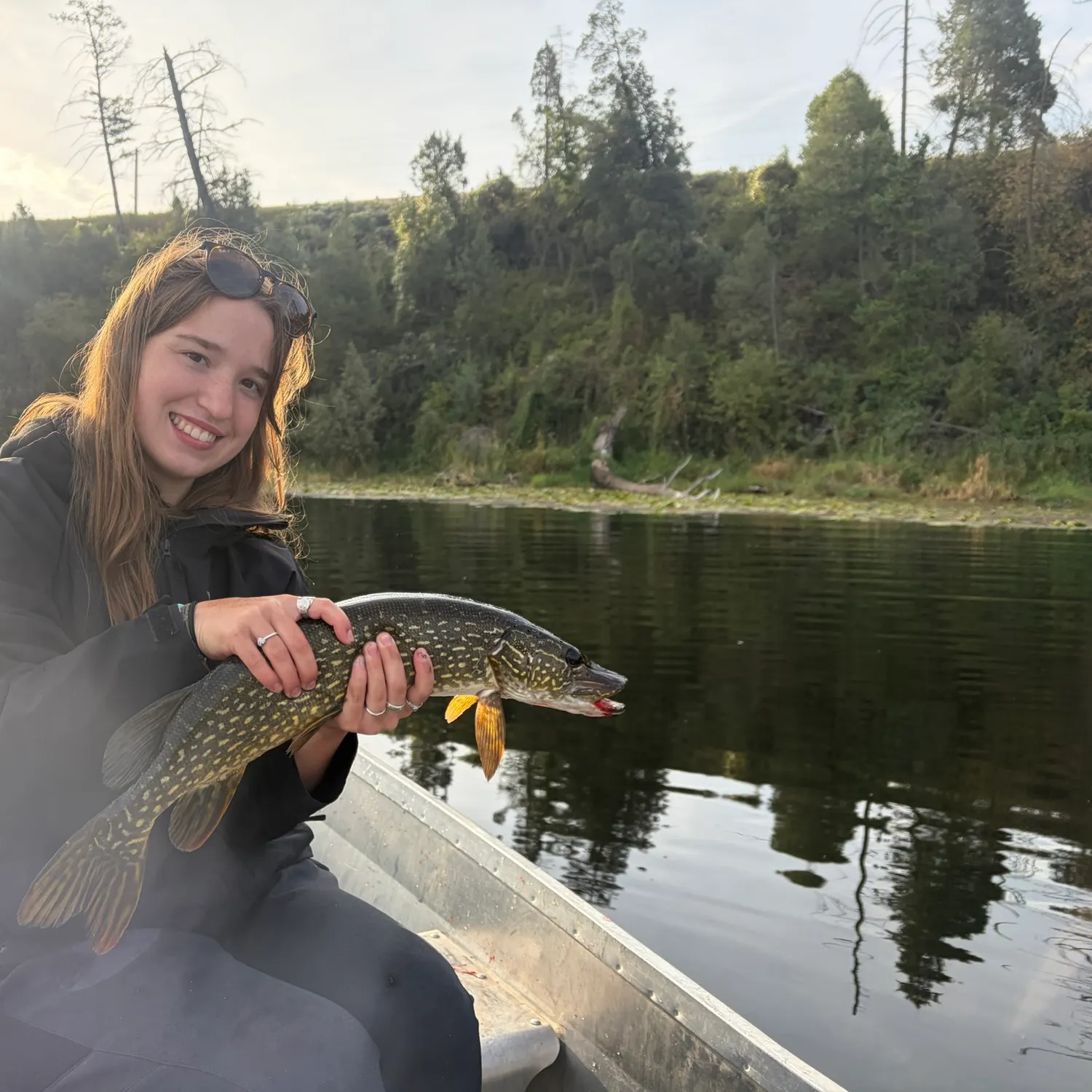 Northern pike caught on Fishbrain