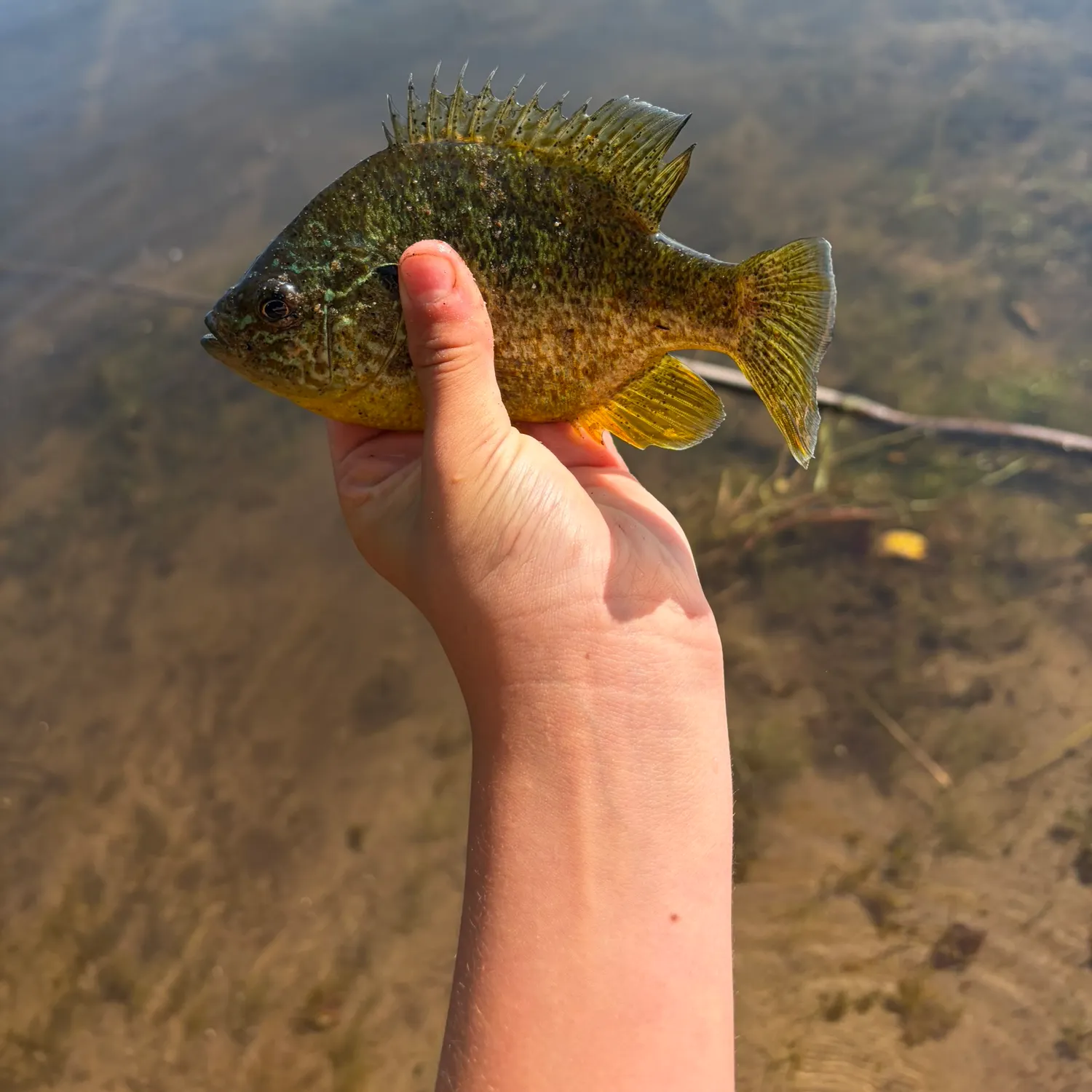 Pumpkinseed caught on Fishbrain