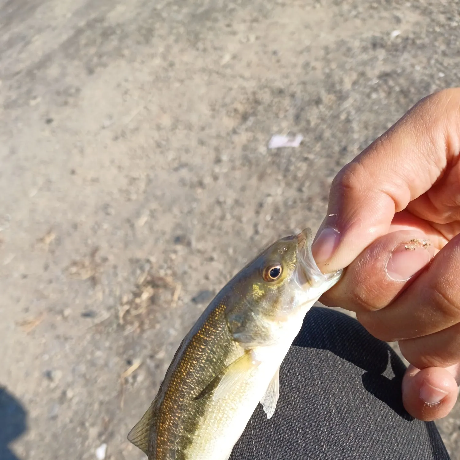 Spotted bass caught on Fishbrain