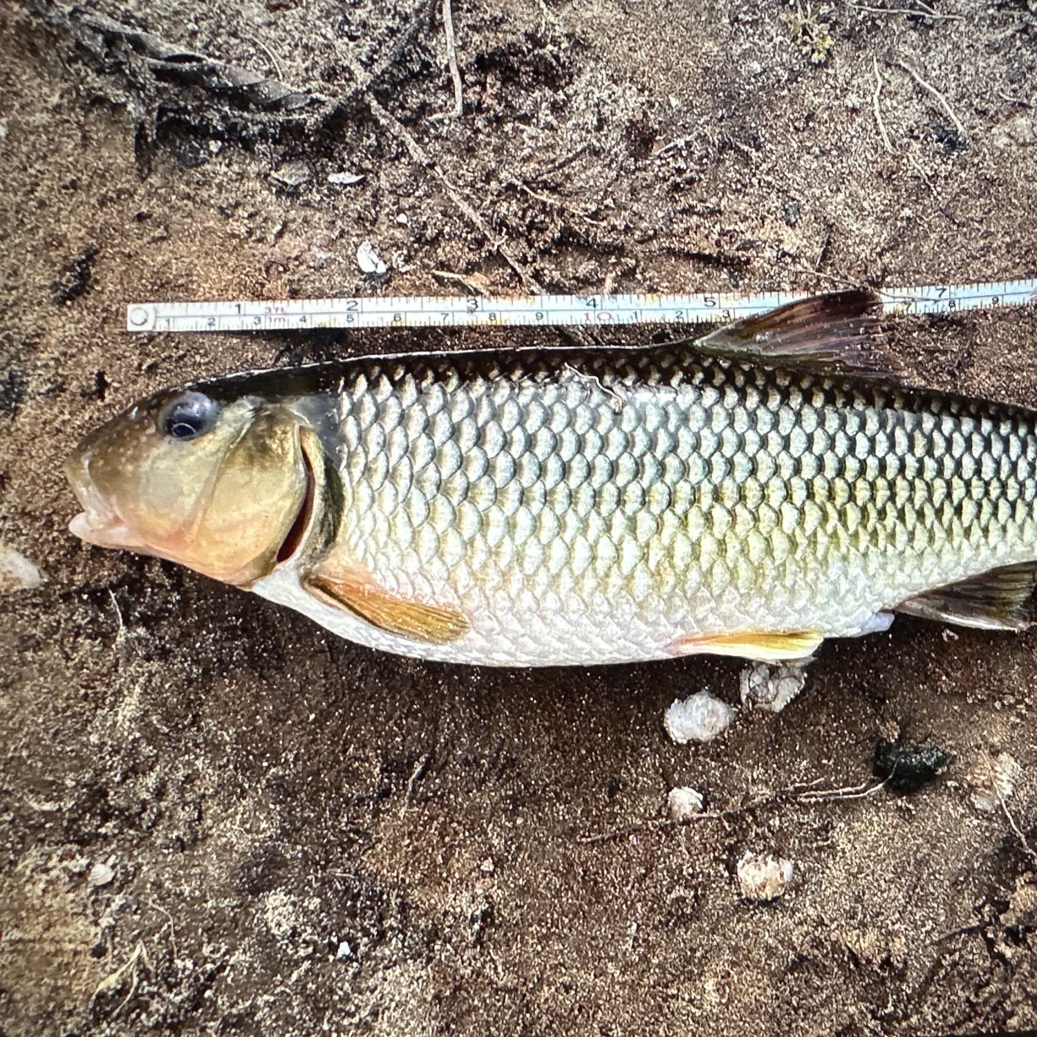 The most recent Bluehead chub catches on Fishbrain