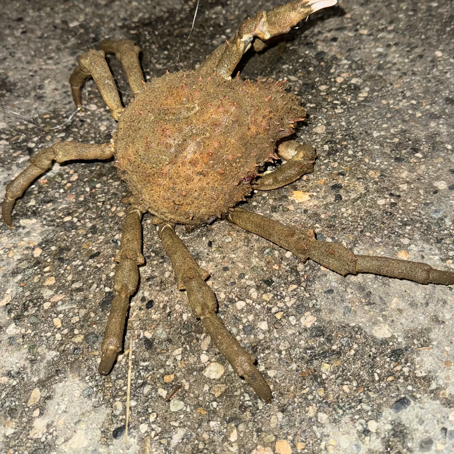 The most recent European spider crab catches on Fishbrain