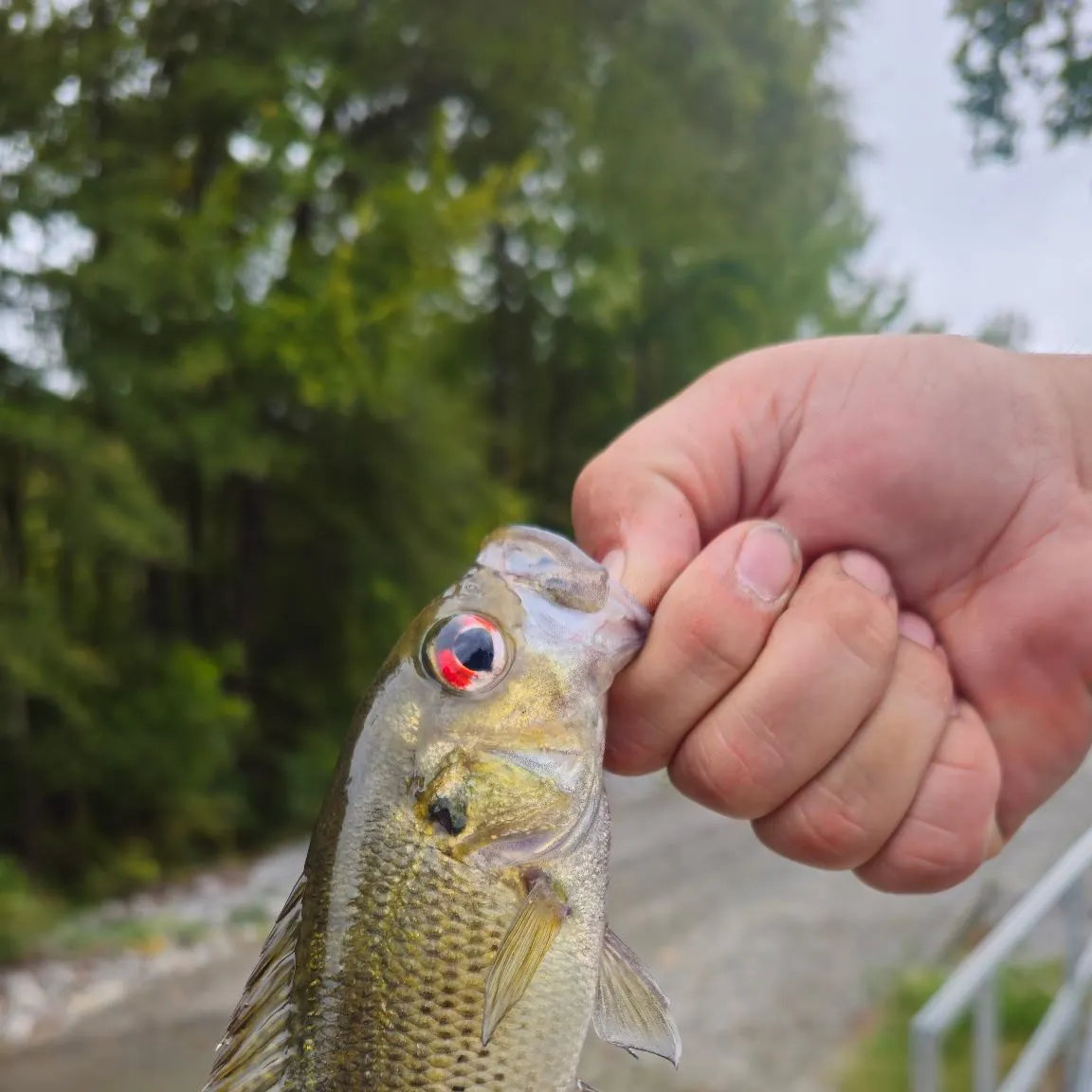 Rock bass caught on Fishbrain