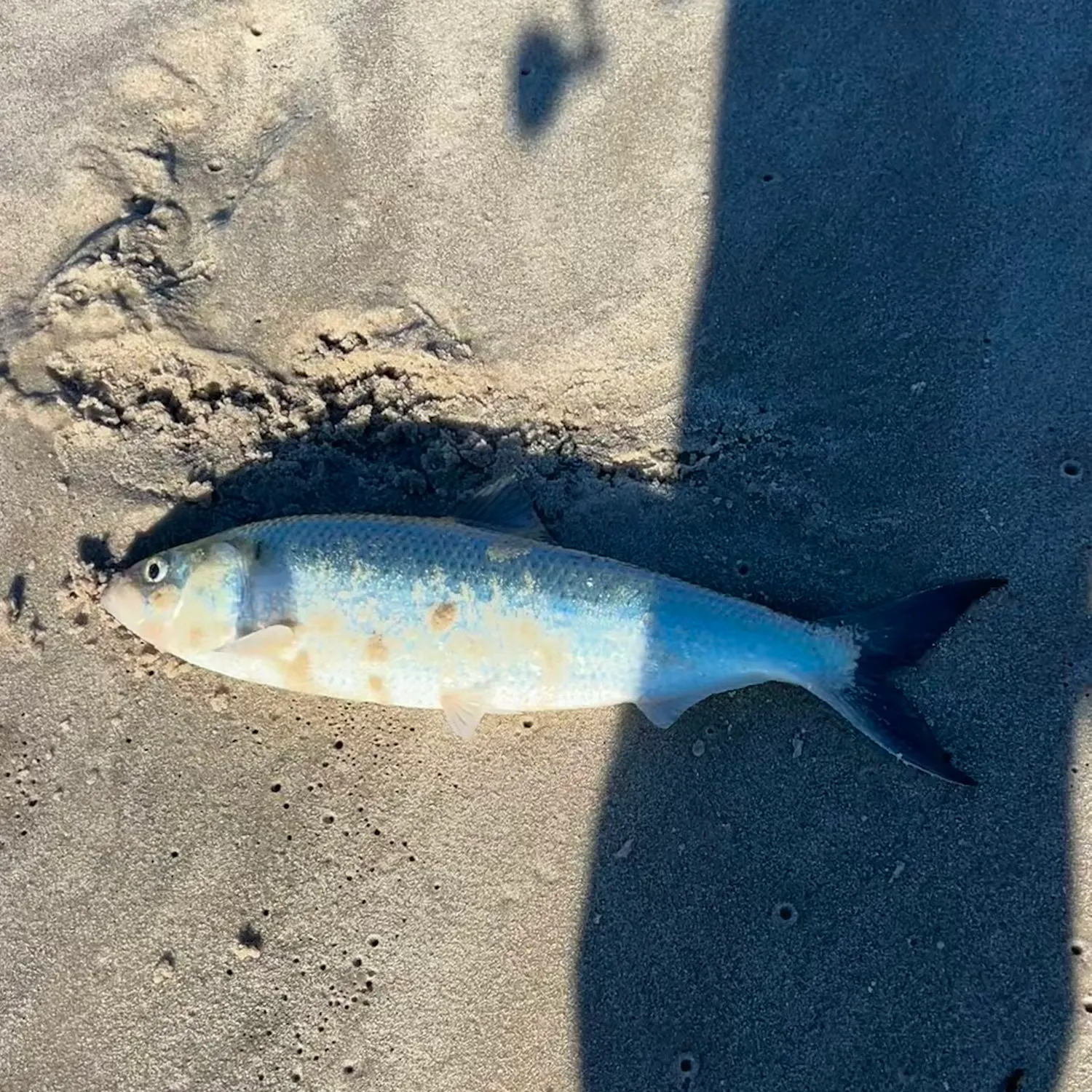 American shad caught on Fishbrain