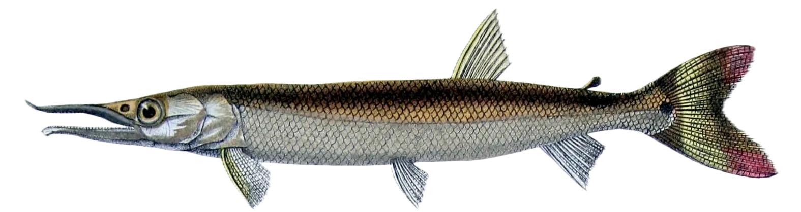 Bicuda