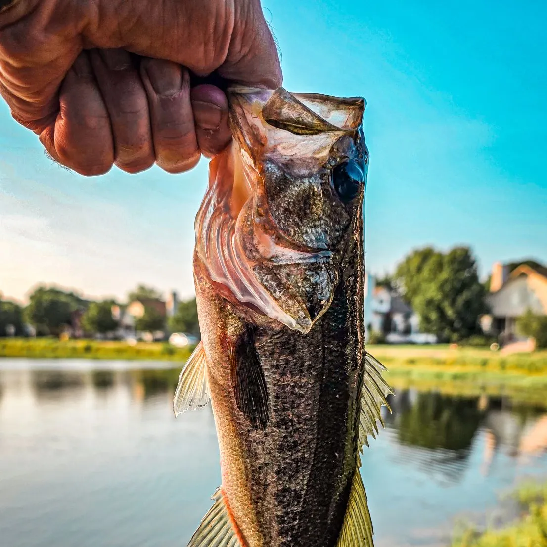 Largemouth bass caught on Fishbrain