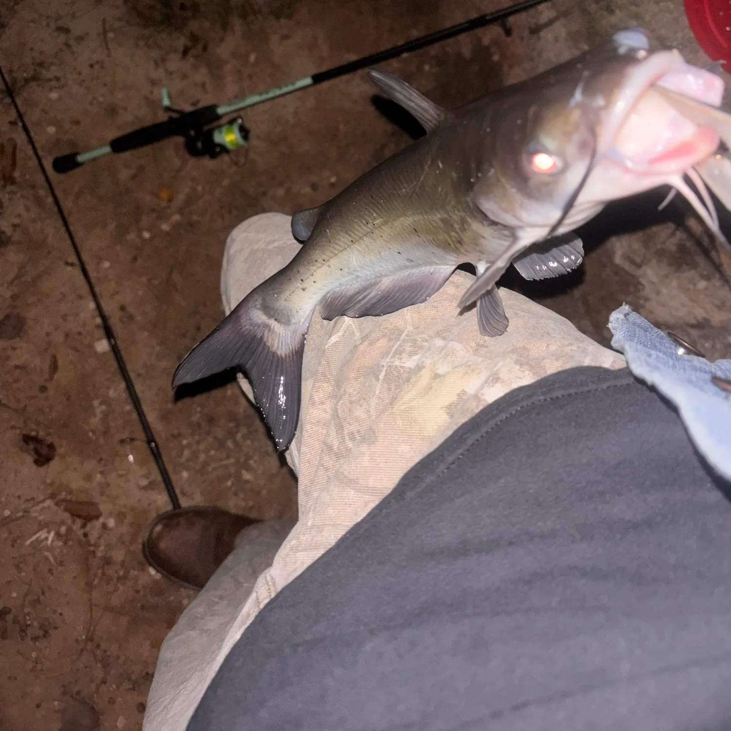 Channel catfish caught on Fishbrain