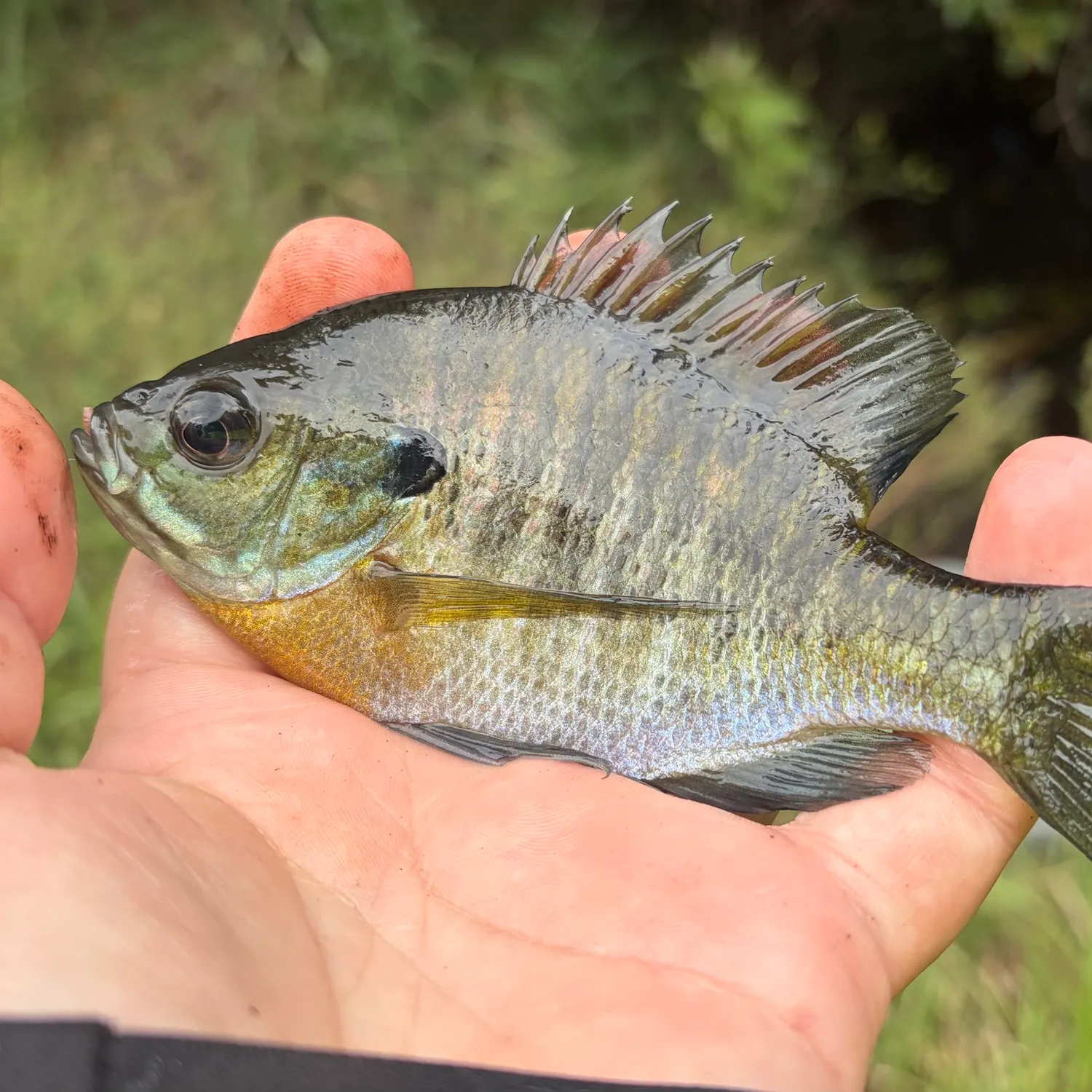 Bluegill caught on Fishbrain