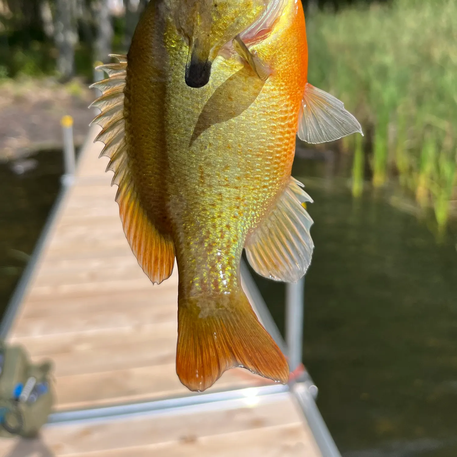 Redbreast sunfish caught on Fishbrain