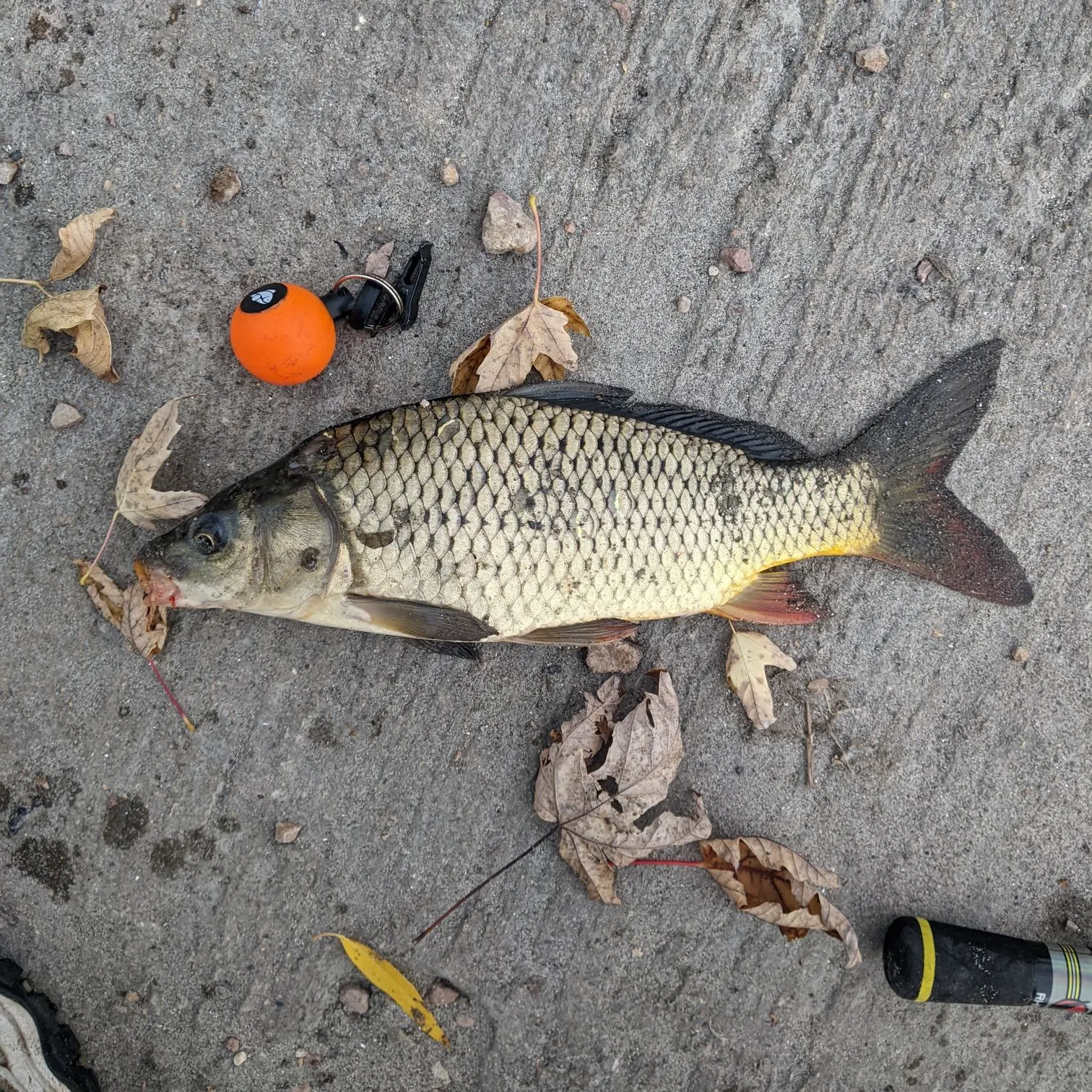 Common carp caught on Fishbrain