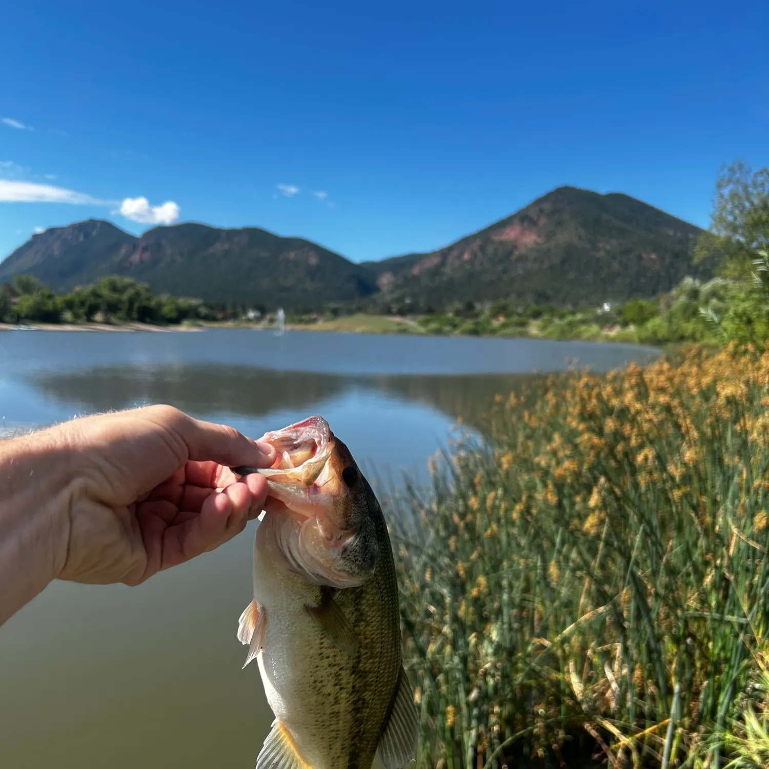 Smallmouth bass caught on Fishbrain