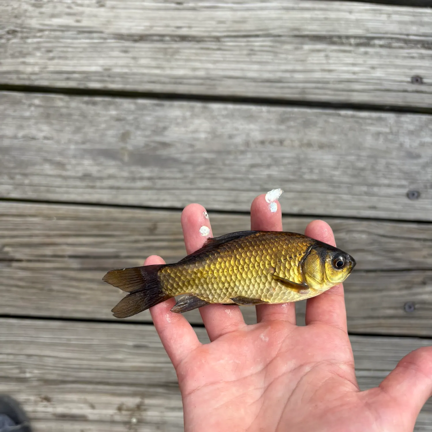 The most recent Goldfish catches on Fishbrain