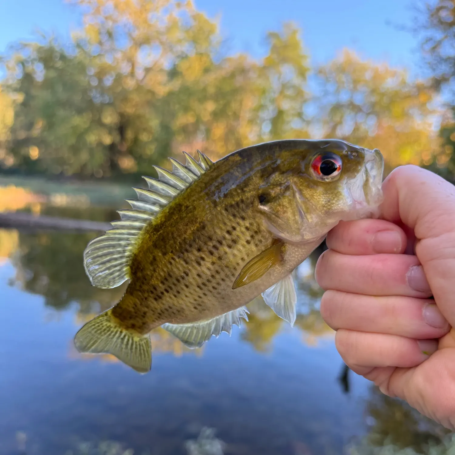 Rock bass caught on Fishbrain