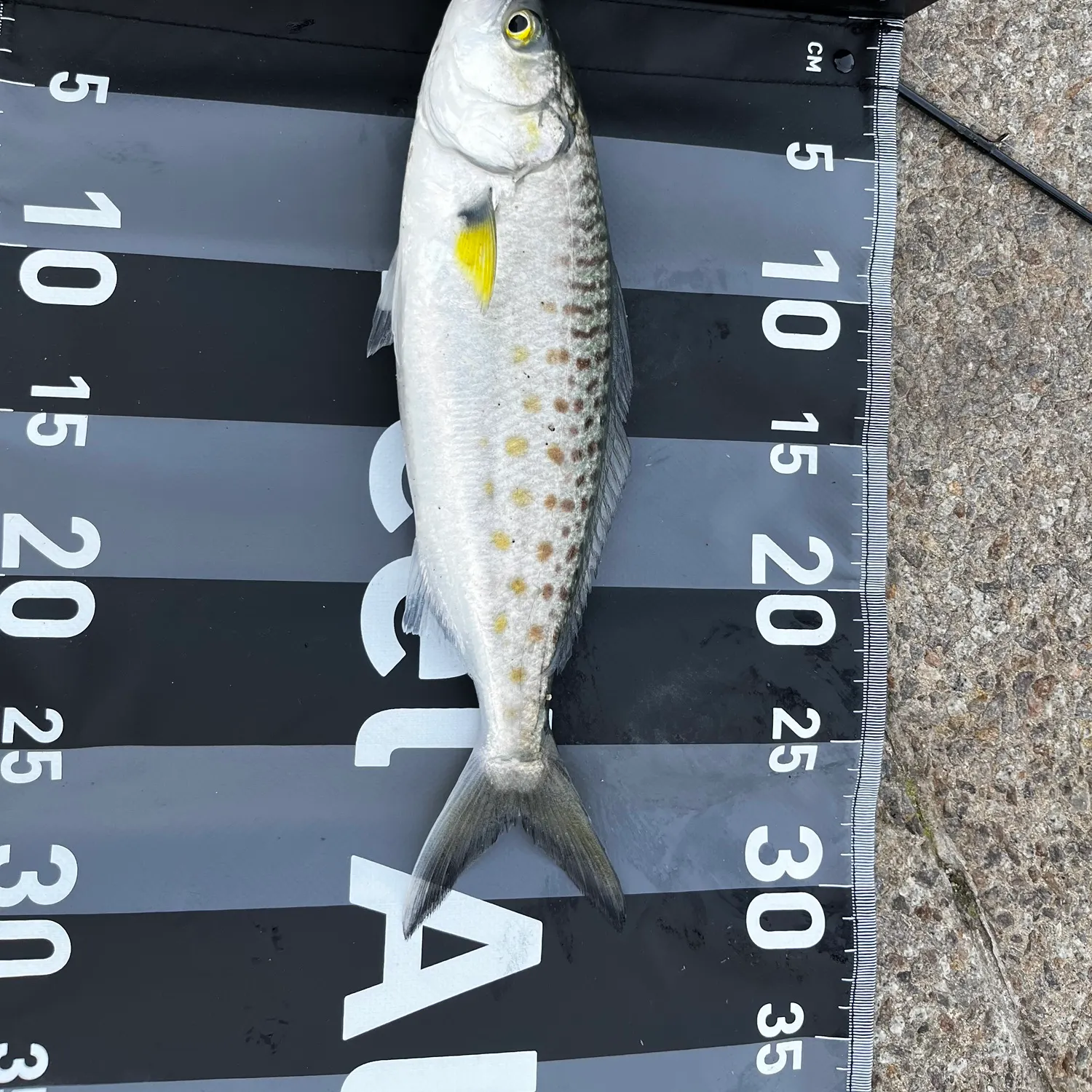 The most recent Australian salmon catches on Fishbrain