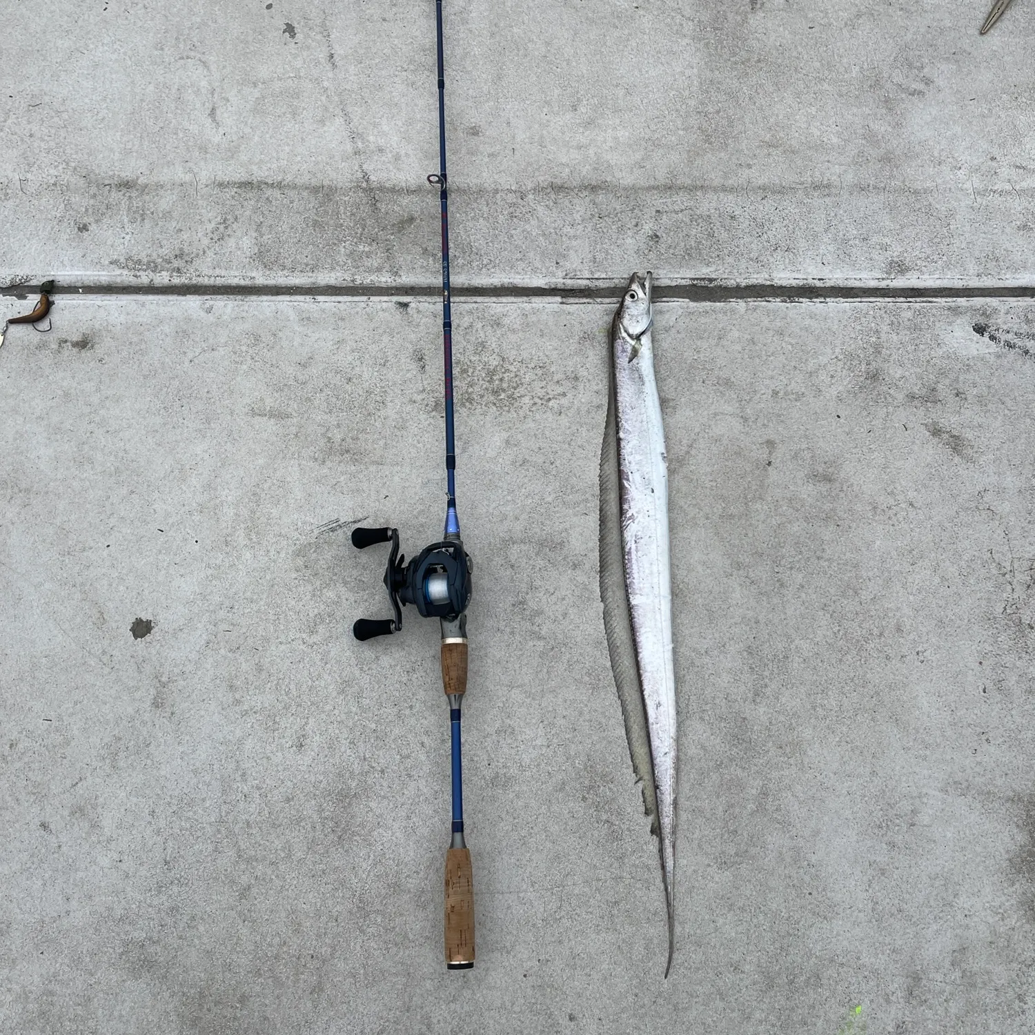 The most recent Atlantic cutlassfish catches on Fishbrain