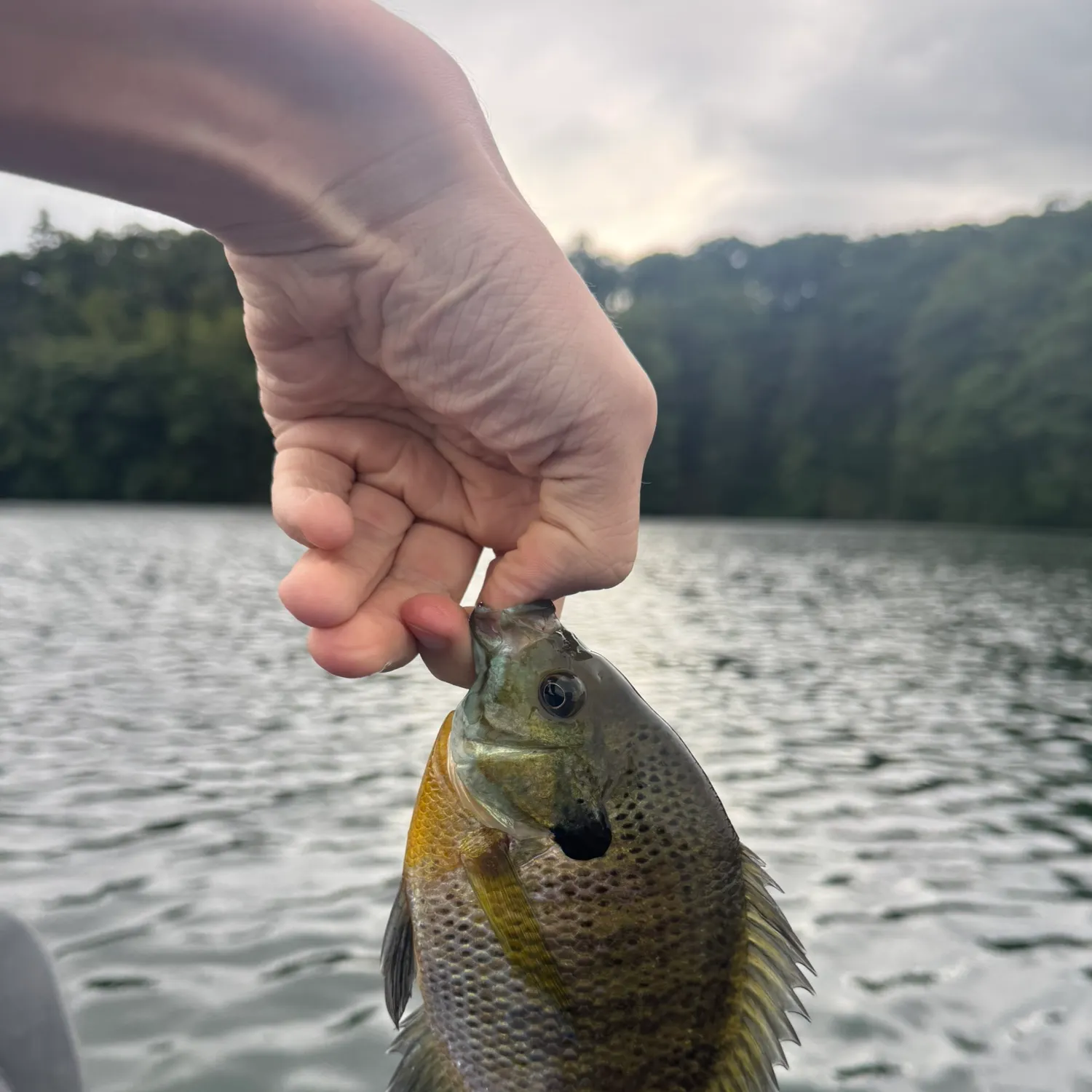 Bluegill caught on Fishbrain