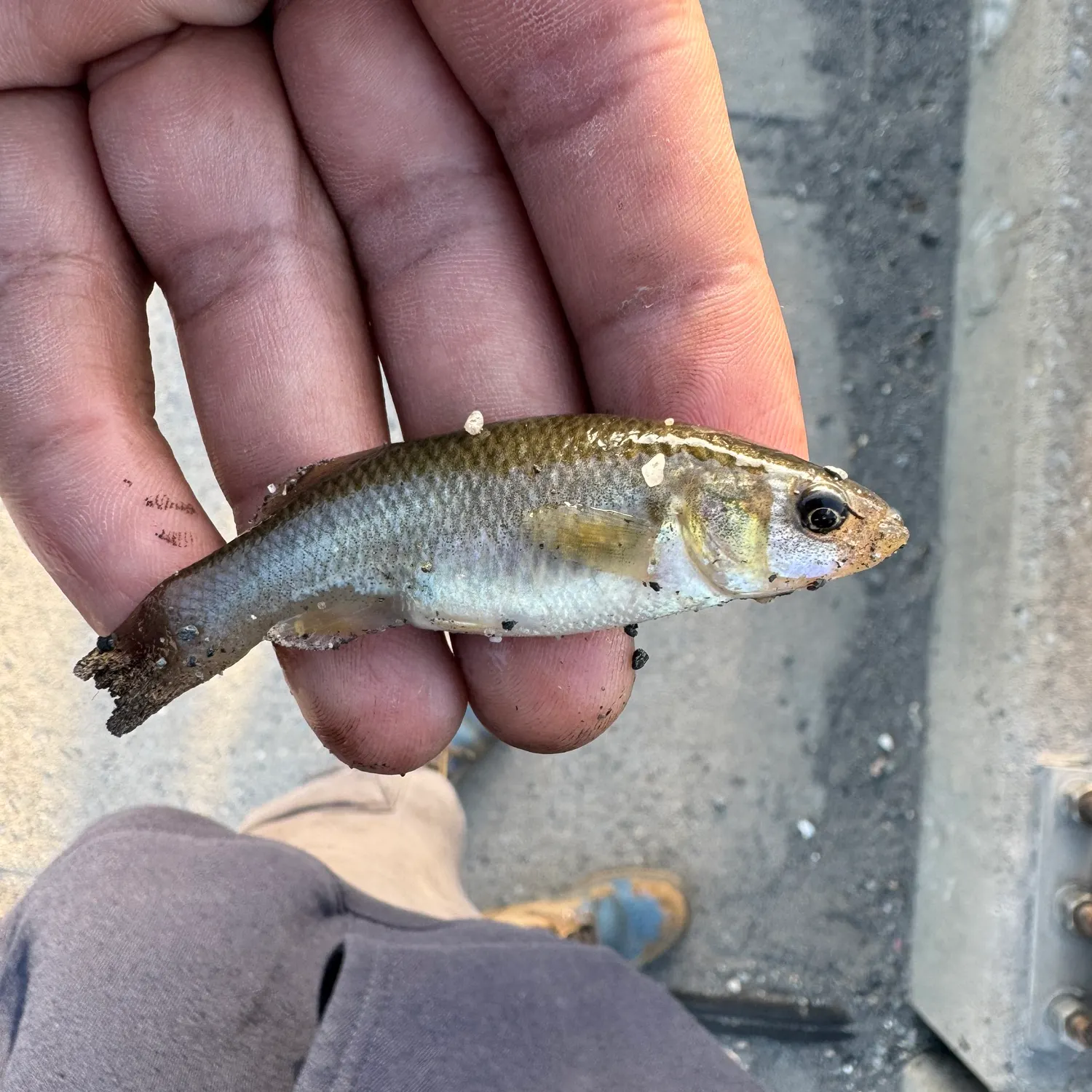 The most recent Mummichog catches on Fishbrain