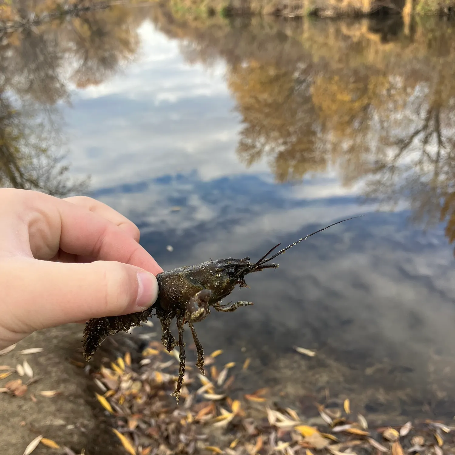 The most recent Signal crayfish catches on Fishbrain
