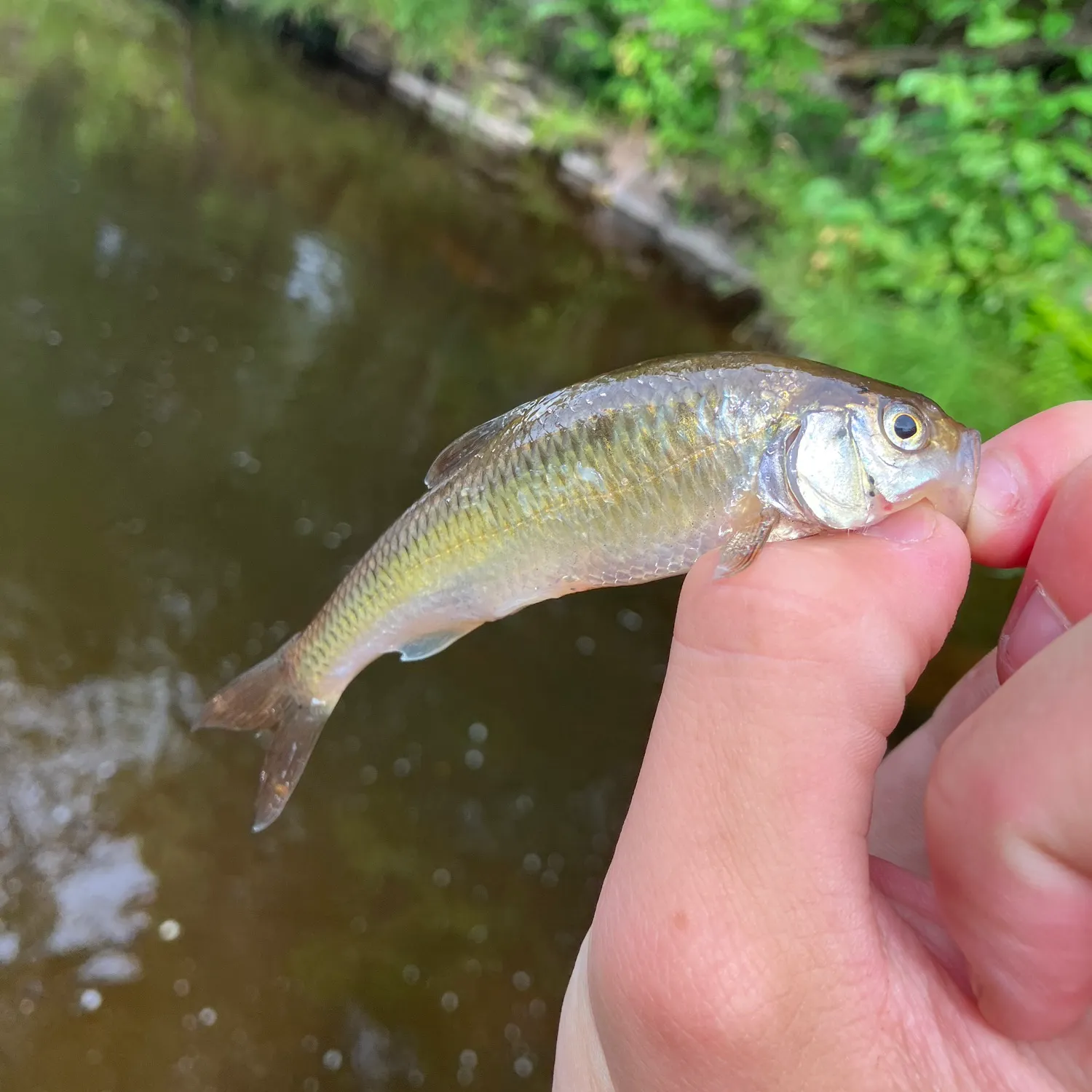 Creek chub caught on Fishbrain