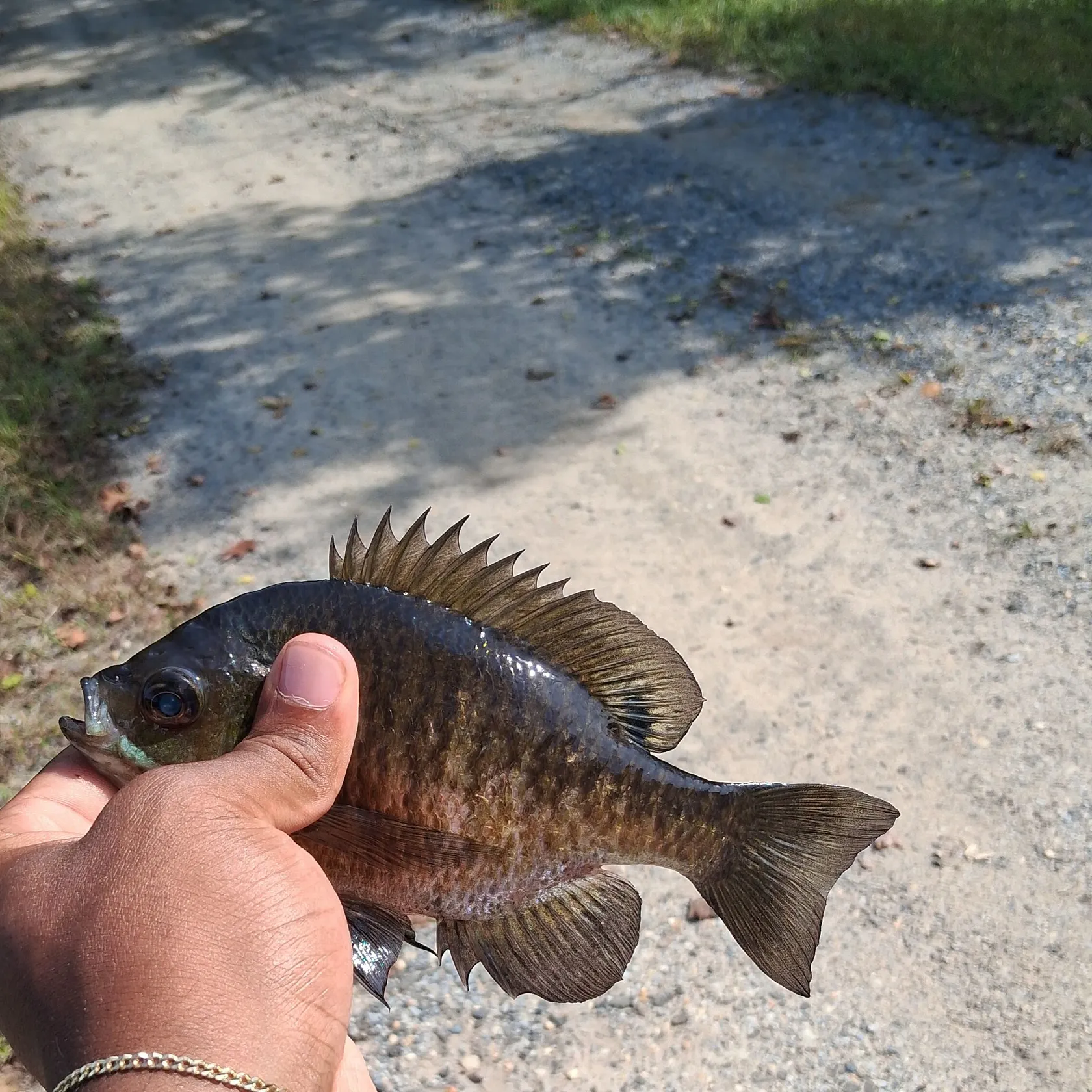 Bluegill caught on Fishbrain