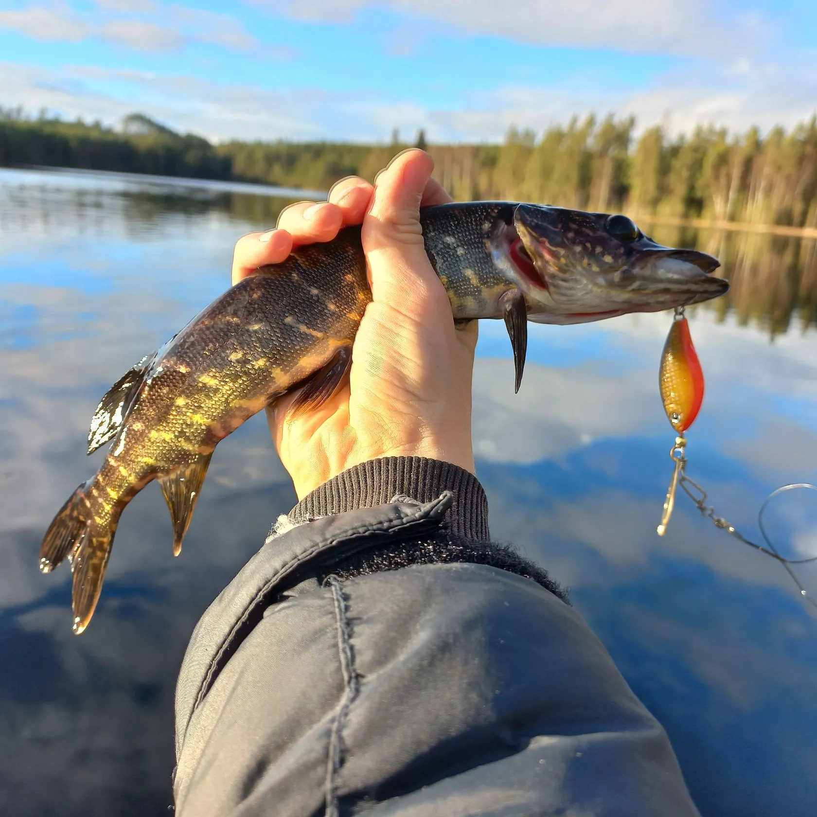 Northern pike caught on Fishbrain