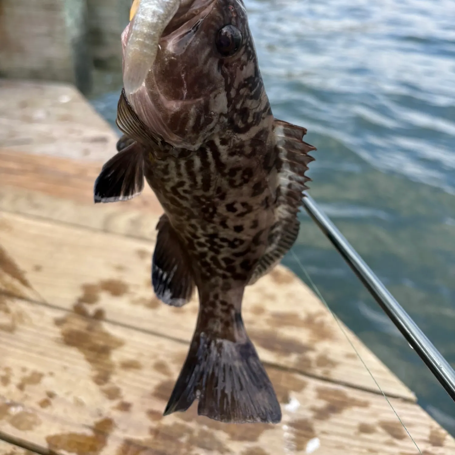 The most recent Gag grouper catches on Fishbrain