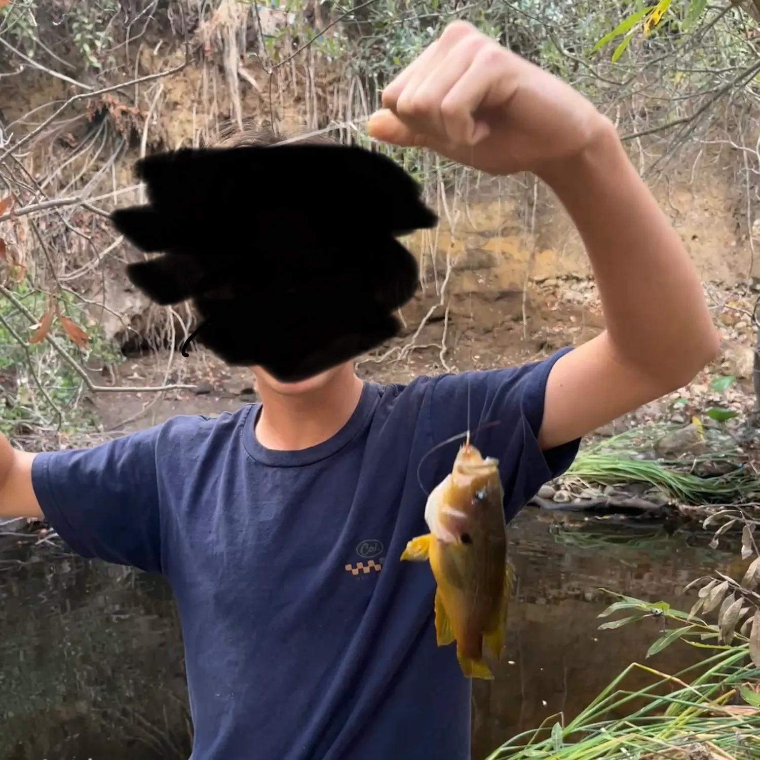 Green sunfish caught on Fishbrain