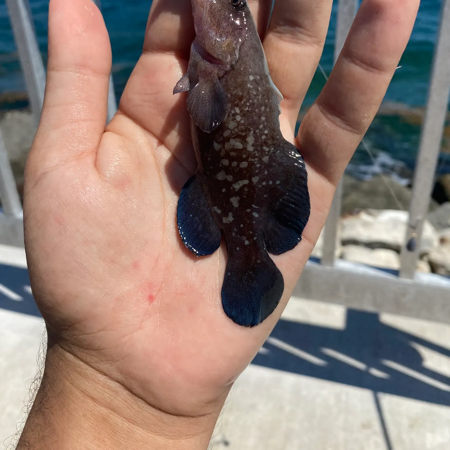The most recent Greater soapfish catches on Fishbrain