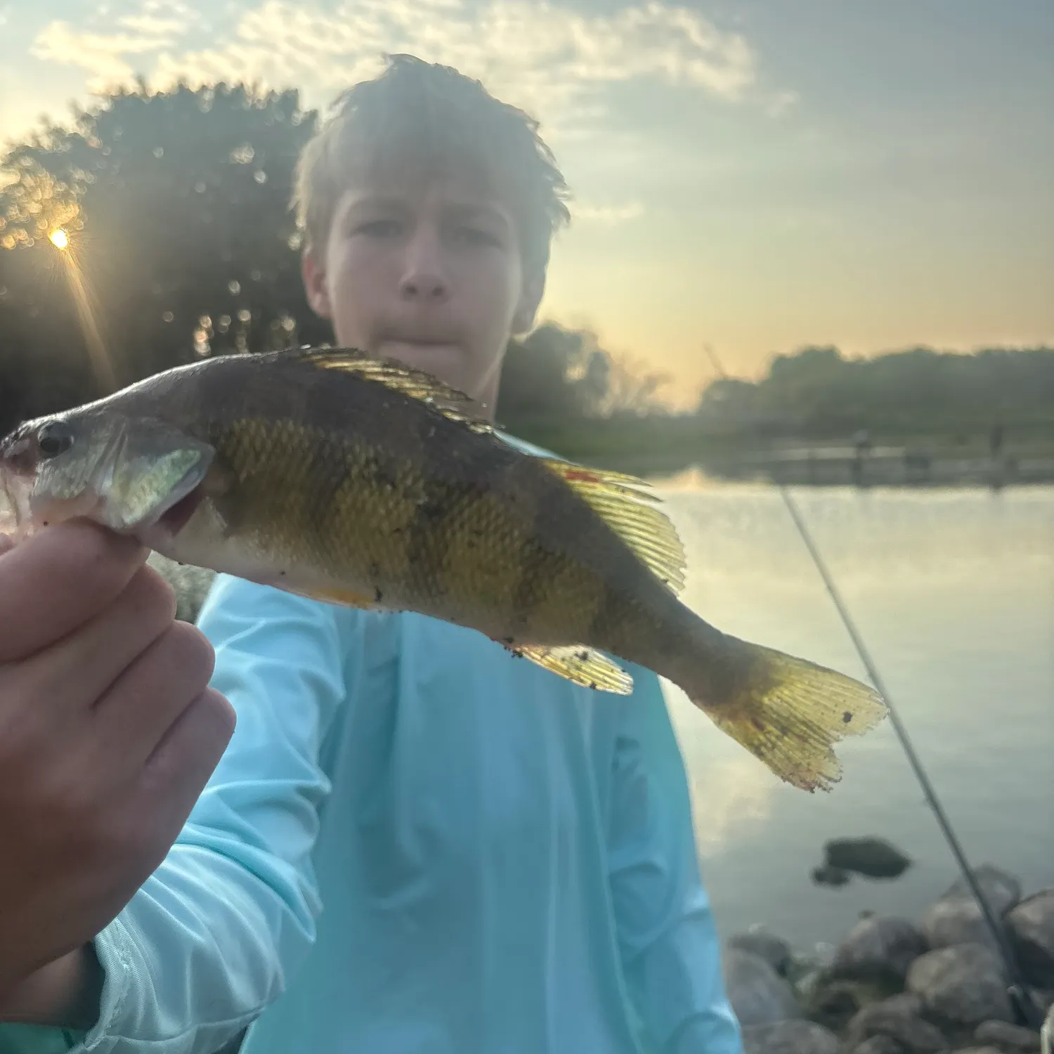 The most recent Yellow perch catches on Fishbrain