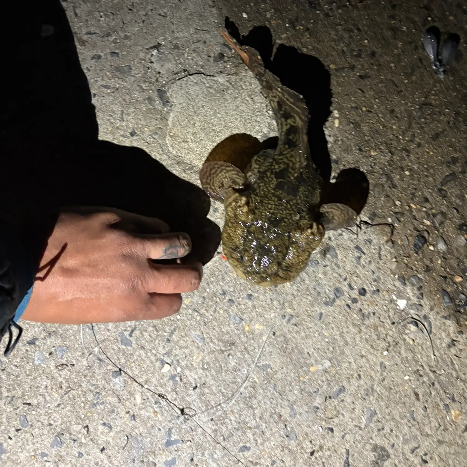 The most recent Boulenger's toadfish catches on Fishbrain
