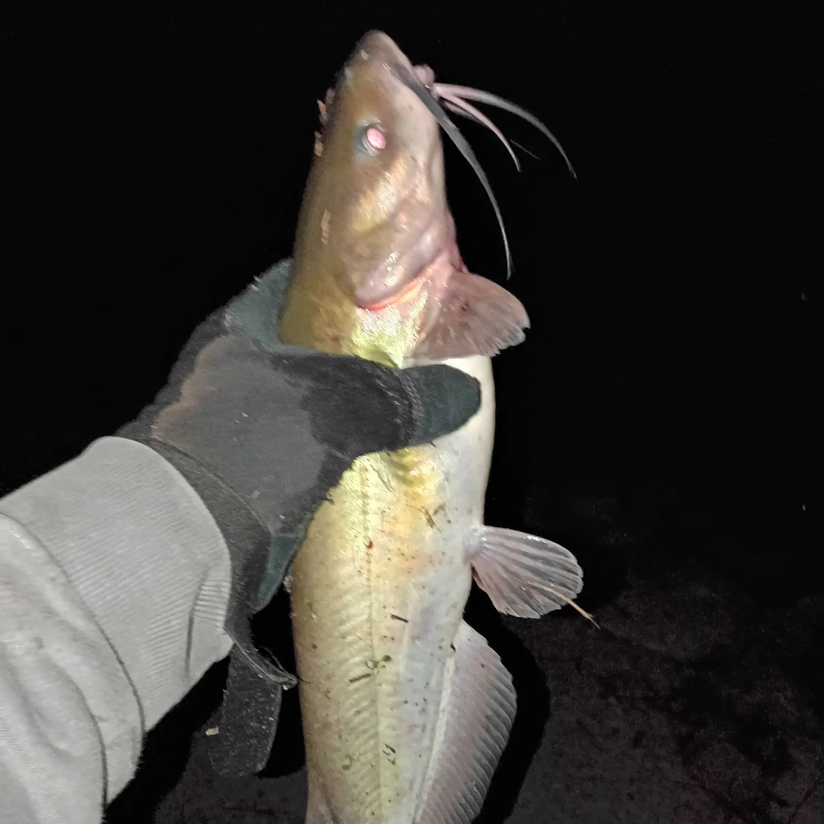 Channel catfish caught on Fishbrain