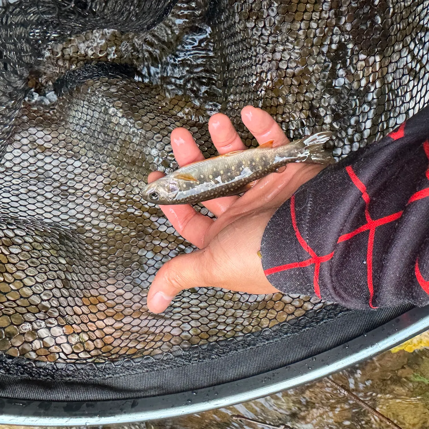 The most recent Whitespotted char catches on Fishbrain