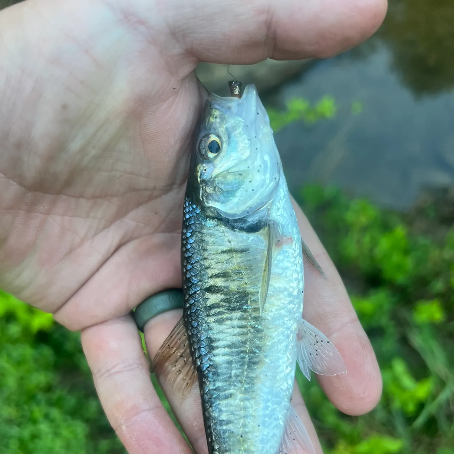 Striped shiner caught on Fishbrain