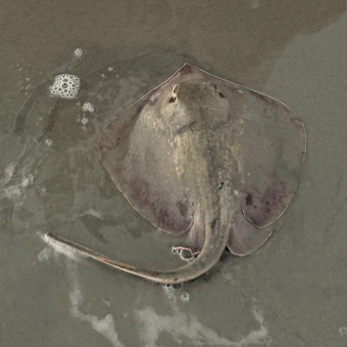 The most recent Southern stingray catches on Fishbrain