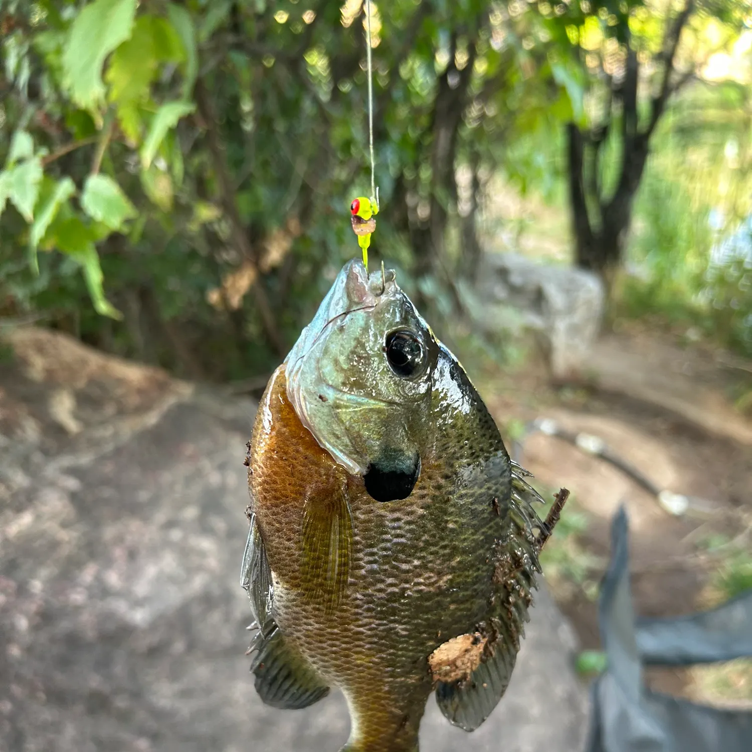Bluegill caught on Fishbrain