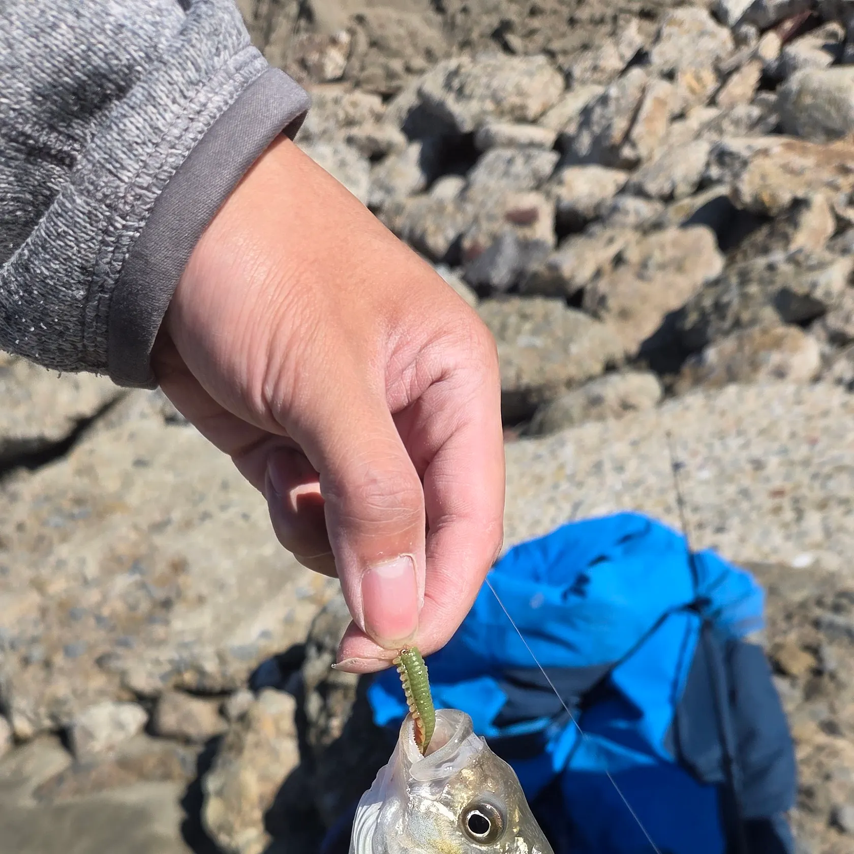 Barred surfperch caught on Fishbrain