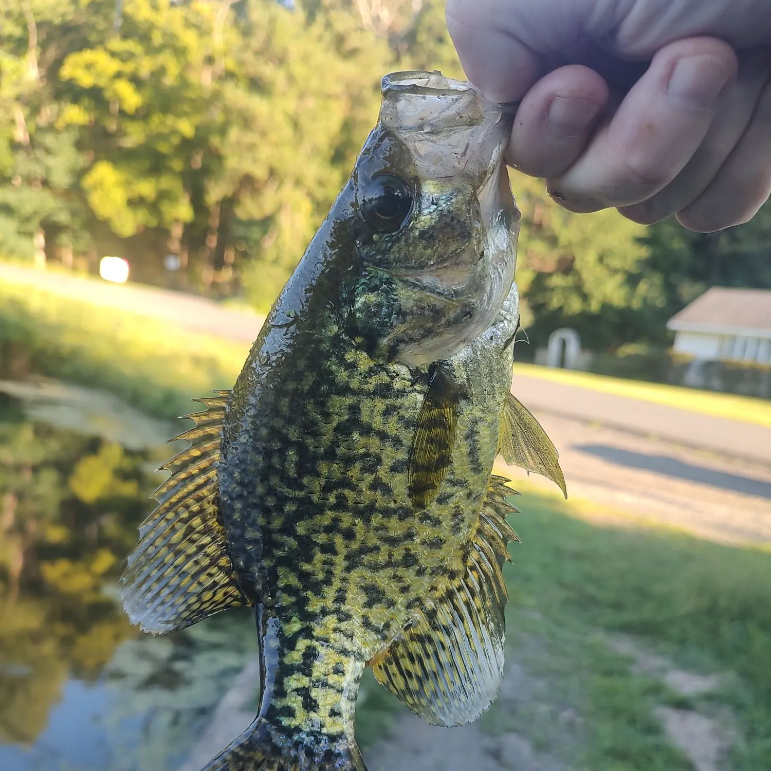 Black crappie caught on Fishbrain
